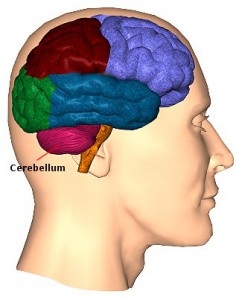 cerebellum--1-.jpg